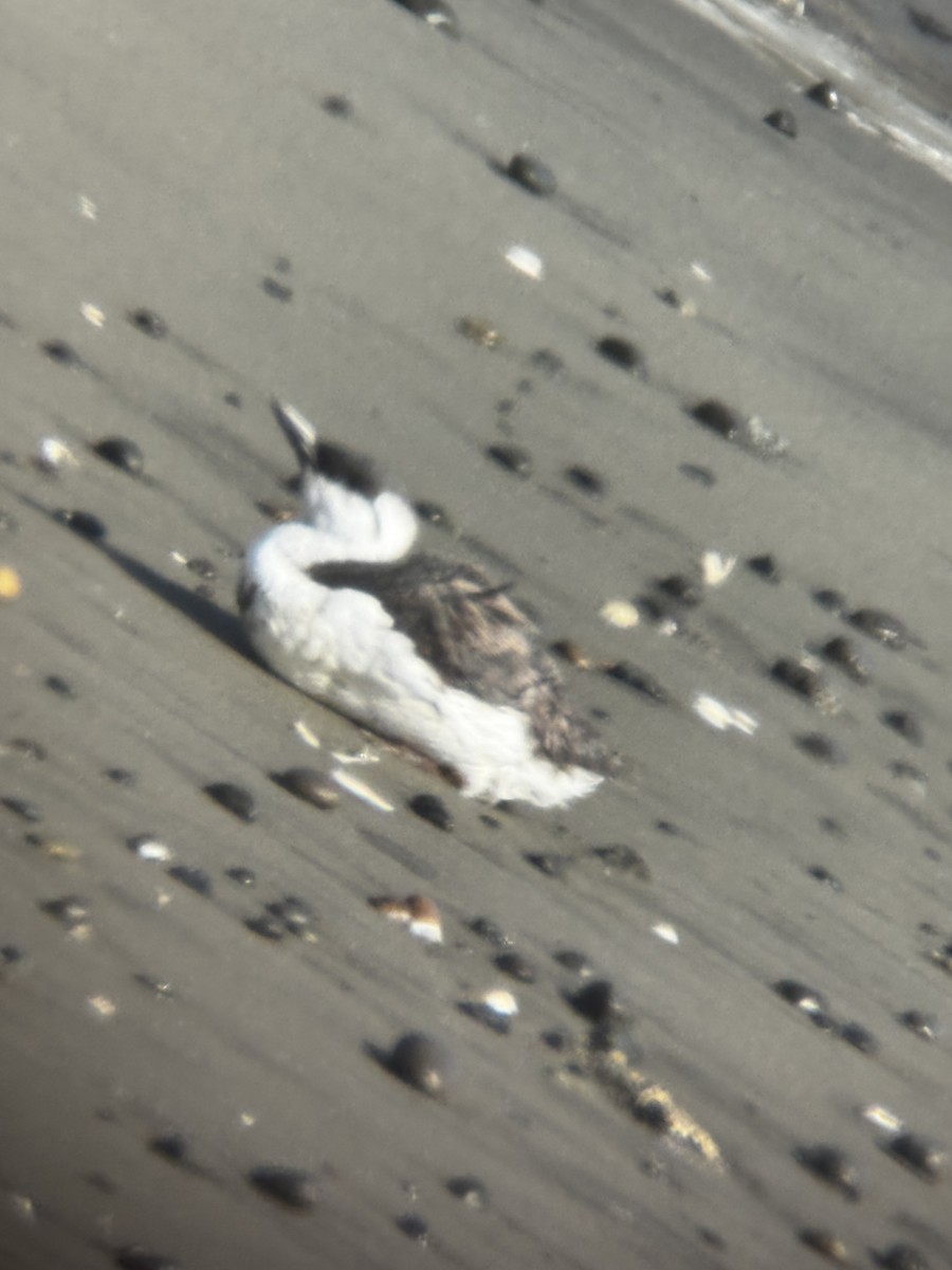 Guillemot marmette - ML642896607