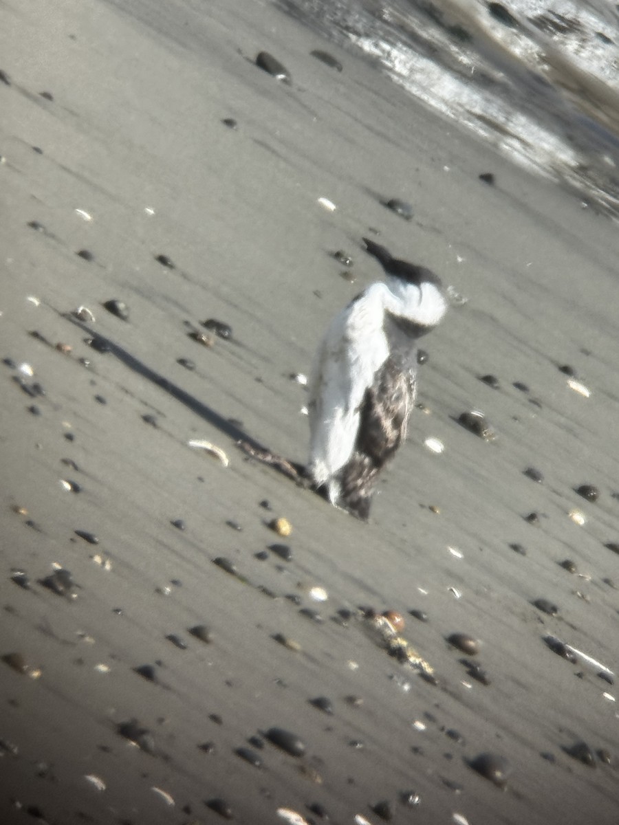 Guillemot marmette - ML642896608