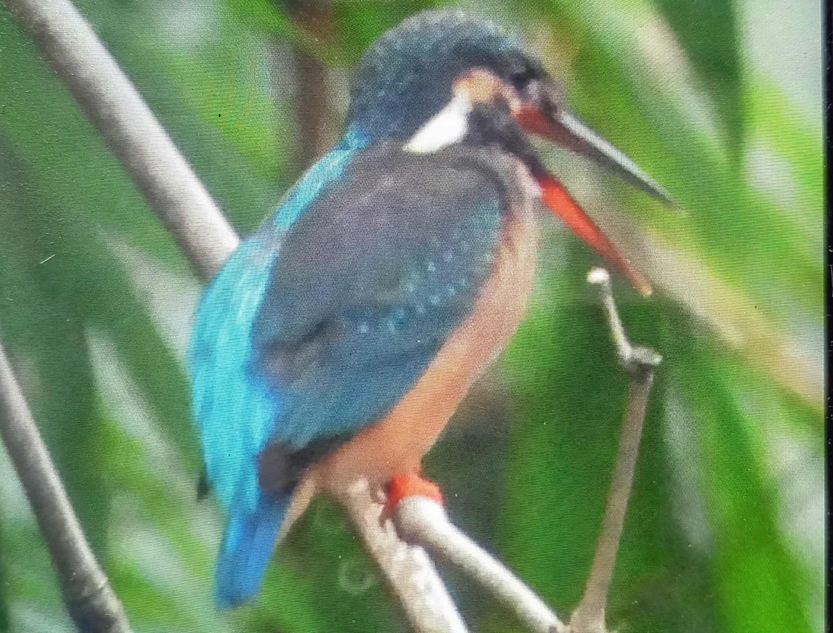 Martin-pêcheur d'Europe - ML642896625