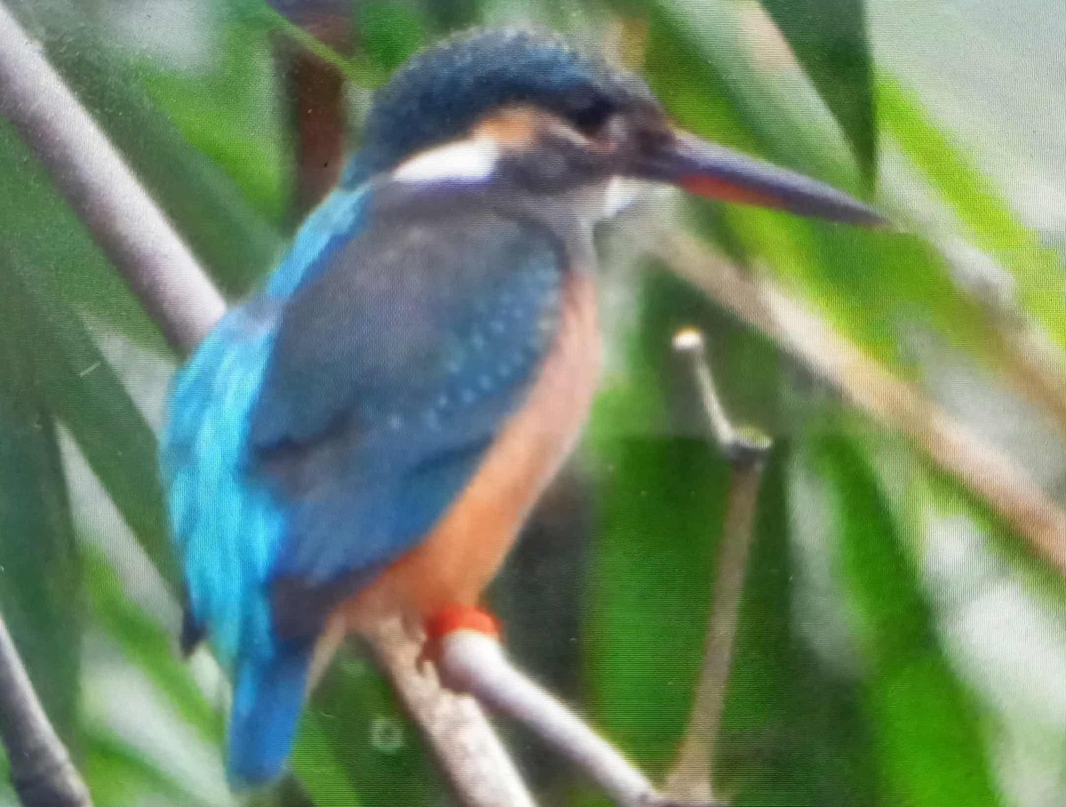 Martin-pêcheur d'Europe - ML642896626