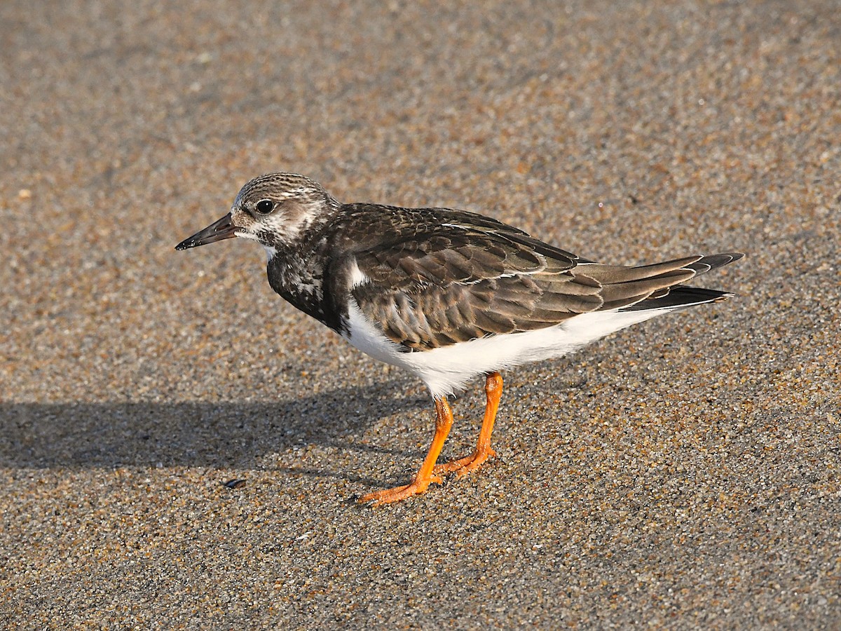 Ruddy Turnstone - ML642896635