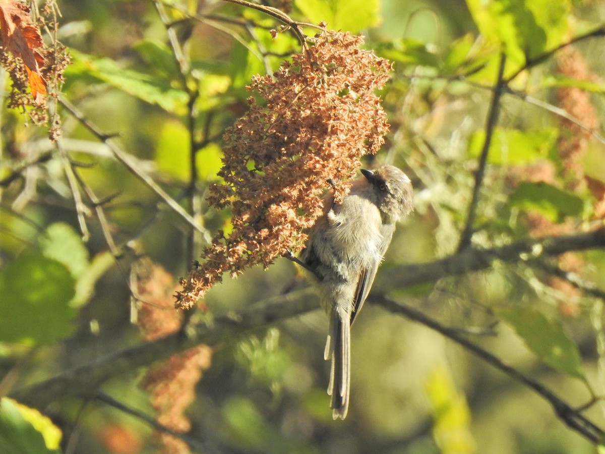 Bushtit - ML642896666