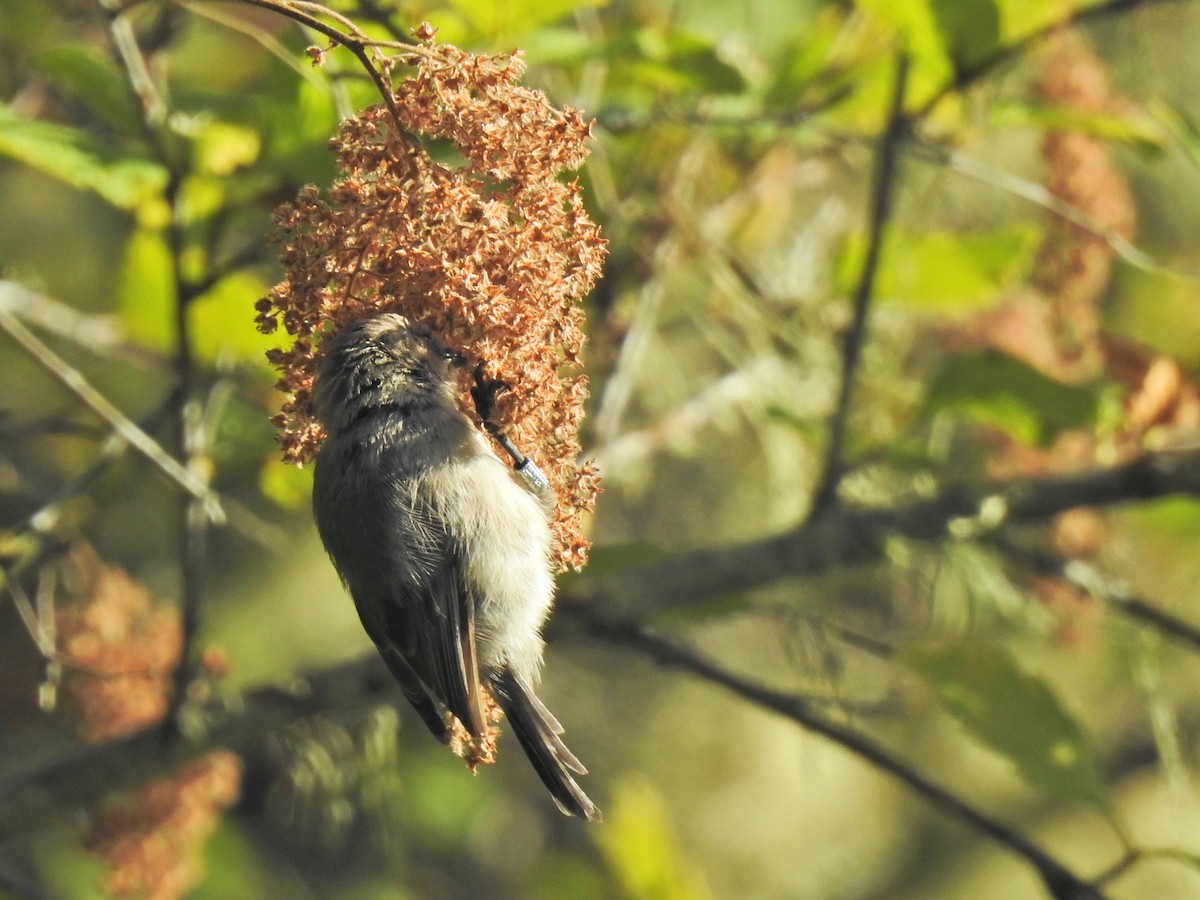 Bushtit - ML642896669