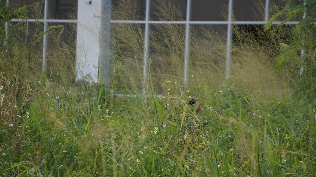 White-headed Munia - ML642896676