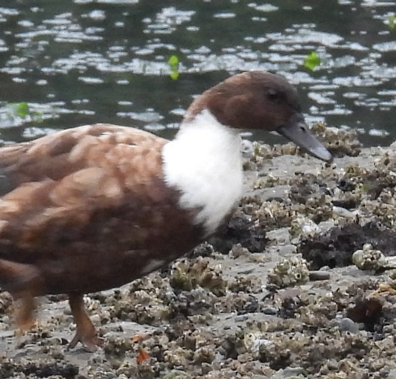 Mallard (Domestic type) - ML642896685