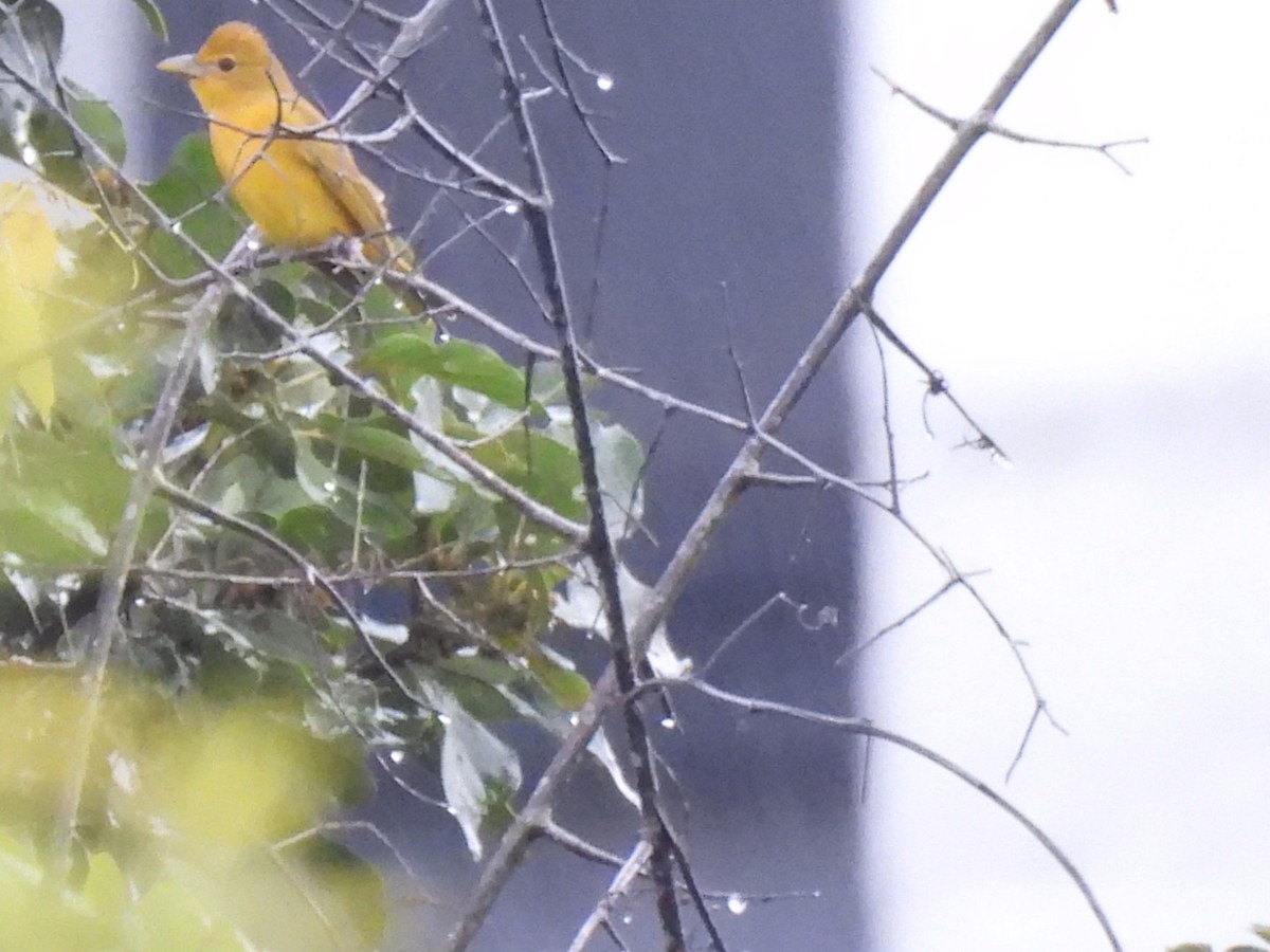 Summer Tanager - ML642896687