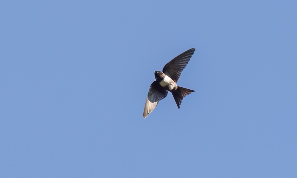 White-banded Swallow - ML642896691