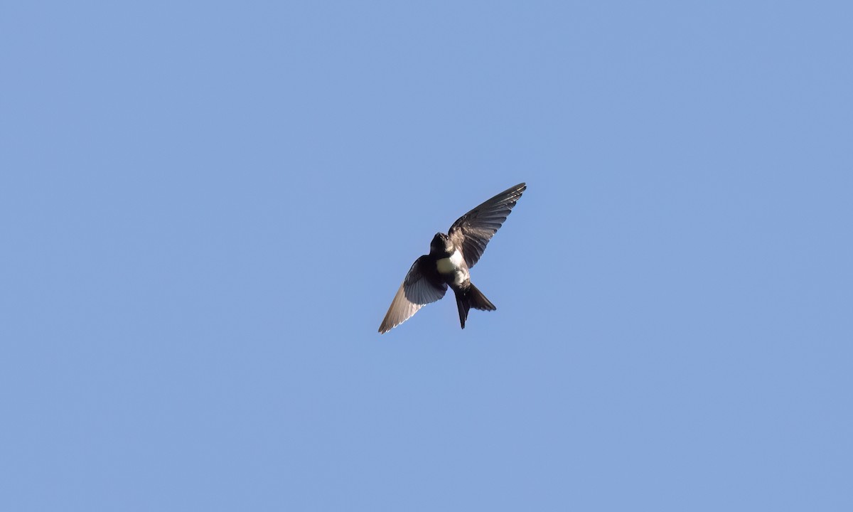 White-banded Swallow - ML642896692