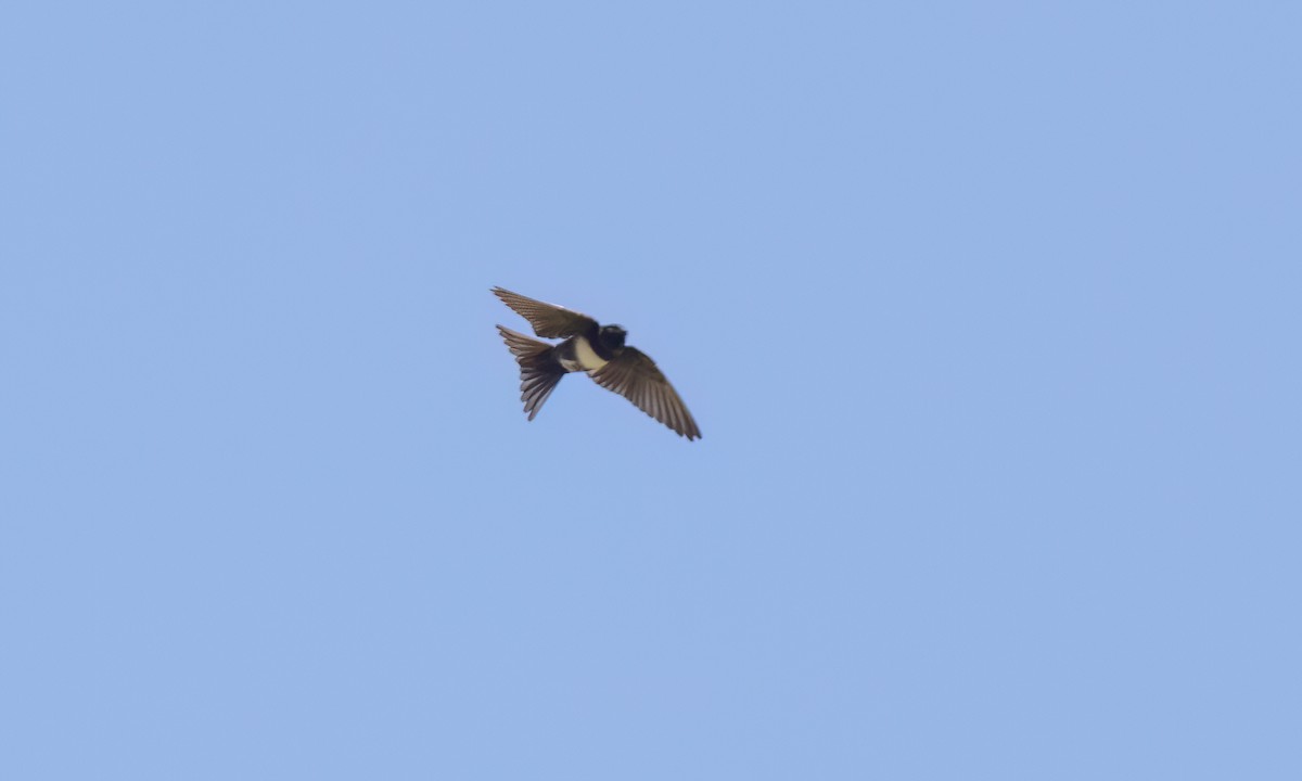White-banded Swallow - ML642896693