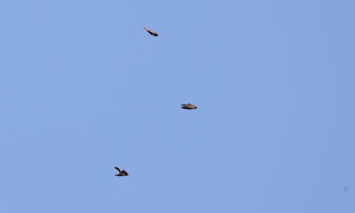White-banded Swallow - ML642896694