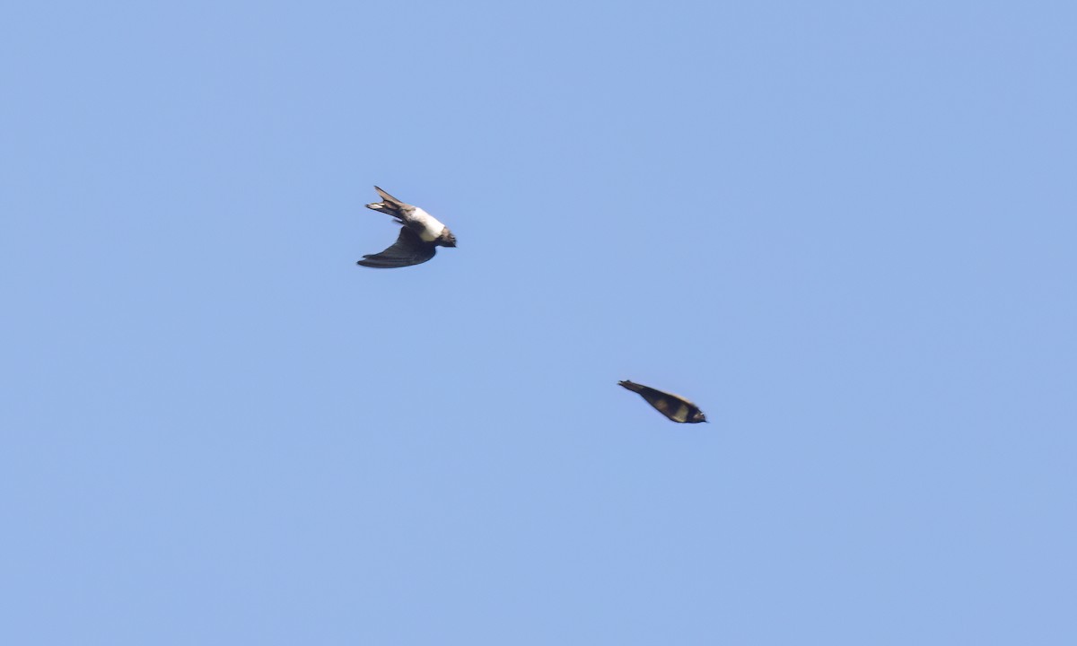 White-banded Swallow - ML642896695