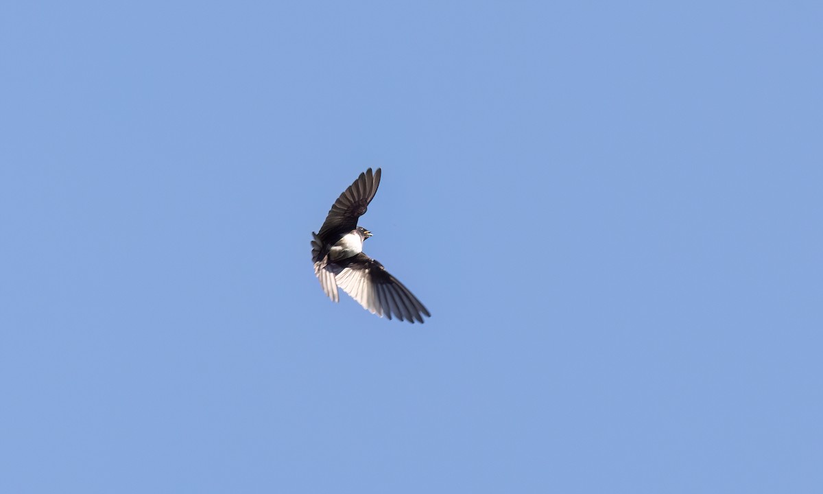 White-banded Swallow - ML642896696