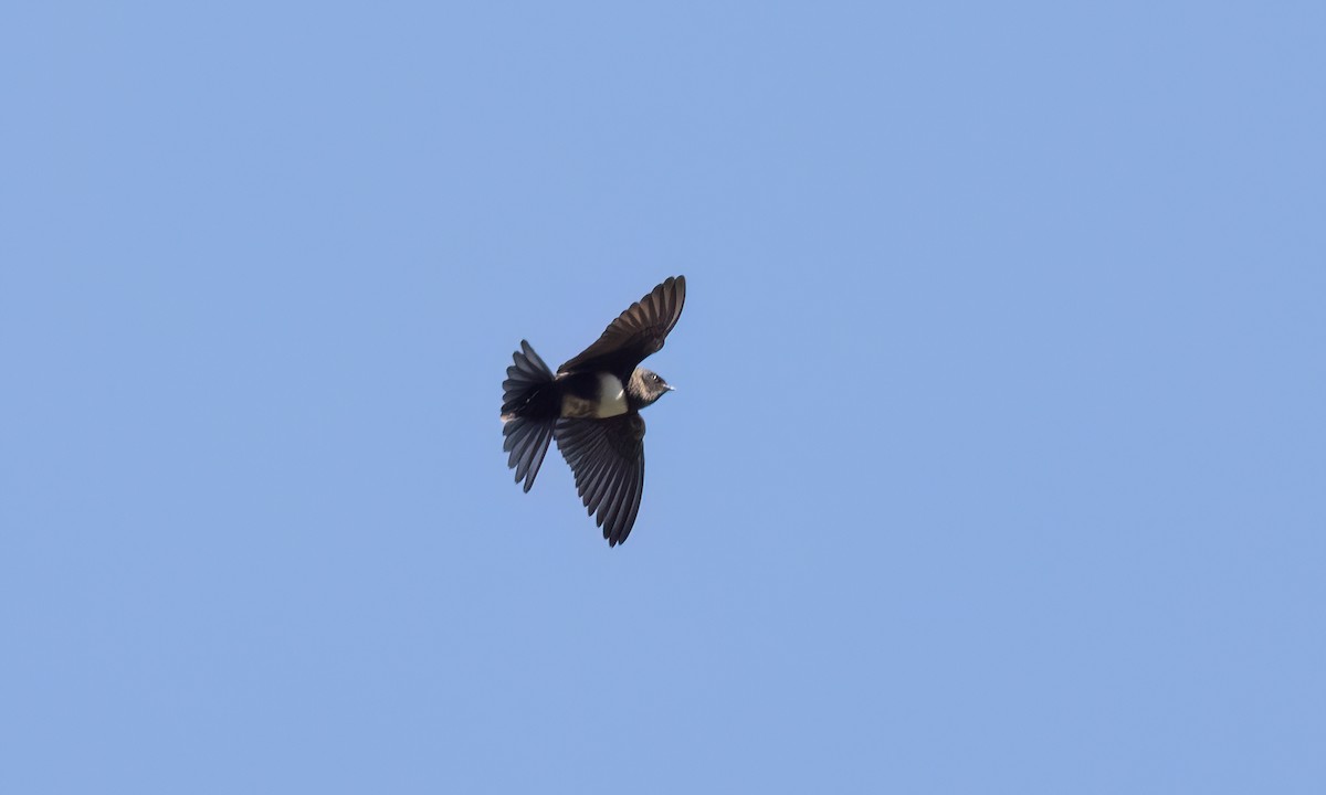 White-banded Swallow - ML642896697