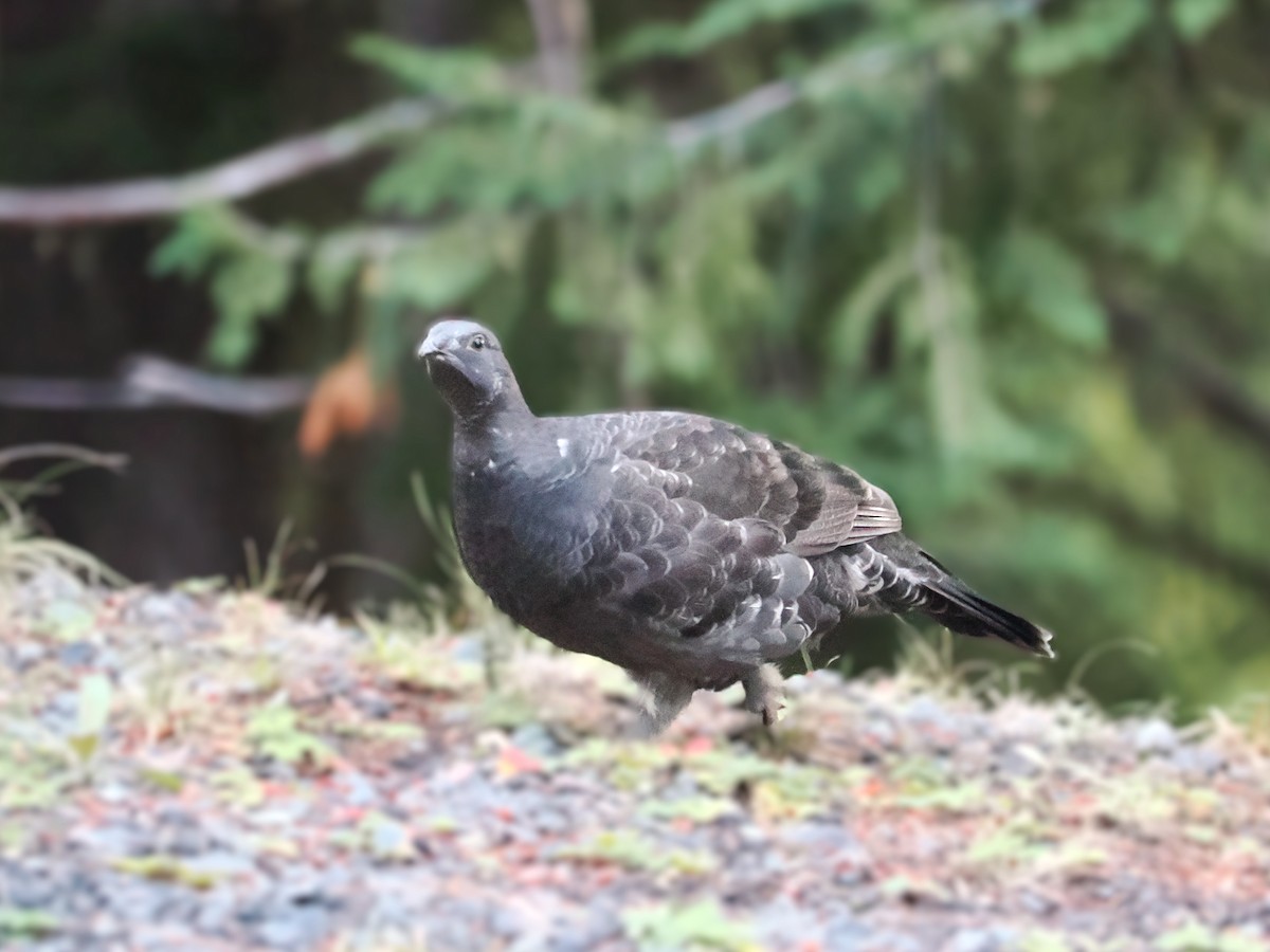 Sooty Grouse - ML642896704