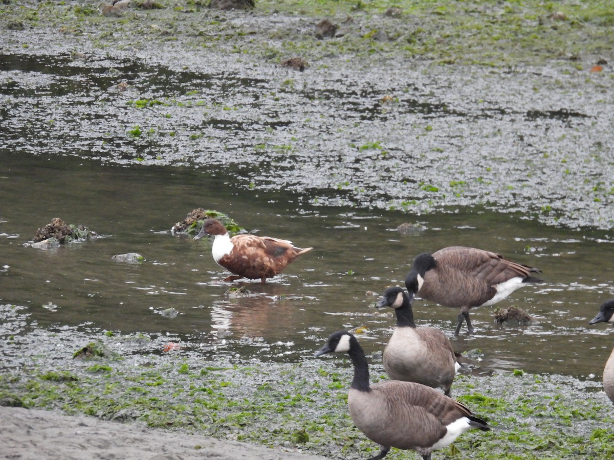 Mallard (Domestic type) - ML642896707