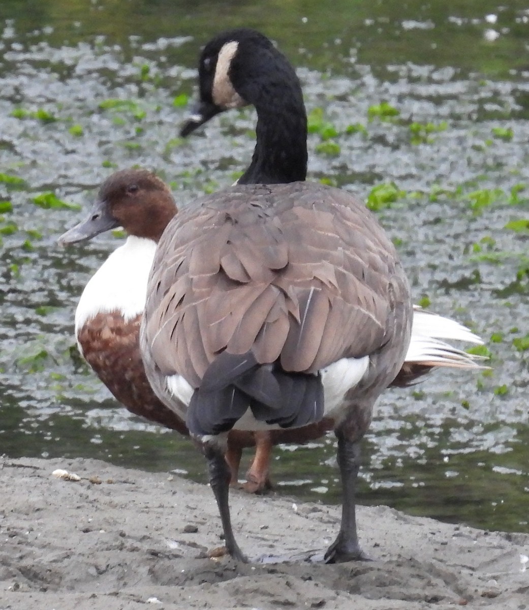 Mallard (Domestic type) - ML642896709