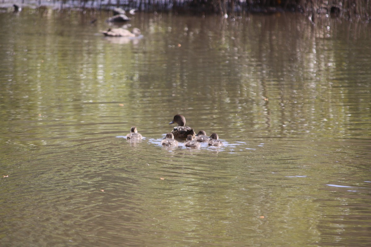 Chestnut Teal - ML642896710
