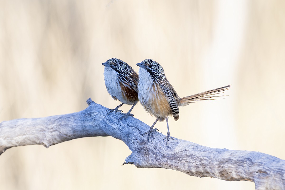 Carpentarian Grasswren - ML642896711