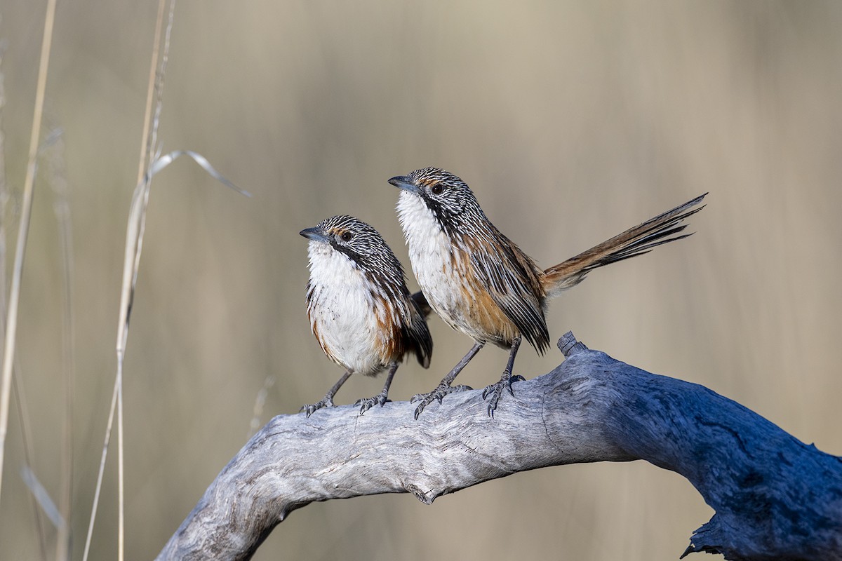 Carpentarian Grasswren - ML642896712