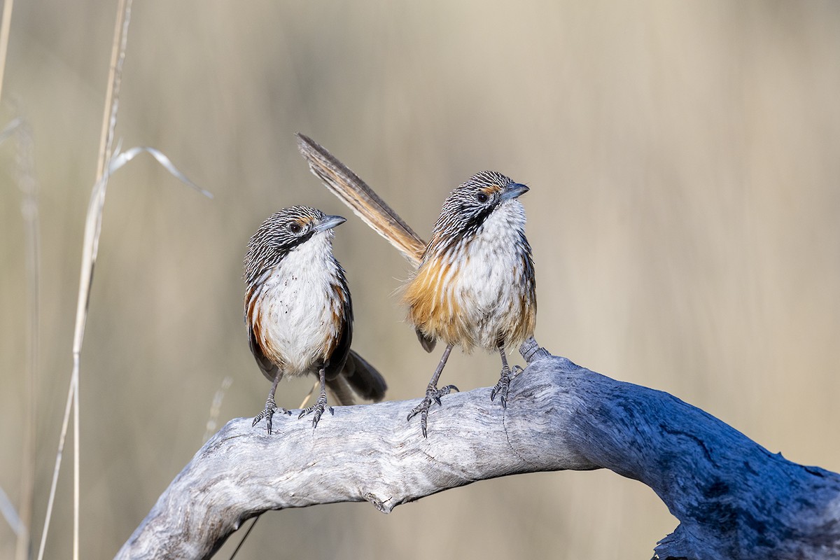Carpentarian Grasswren - ML642896713