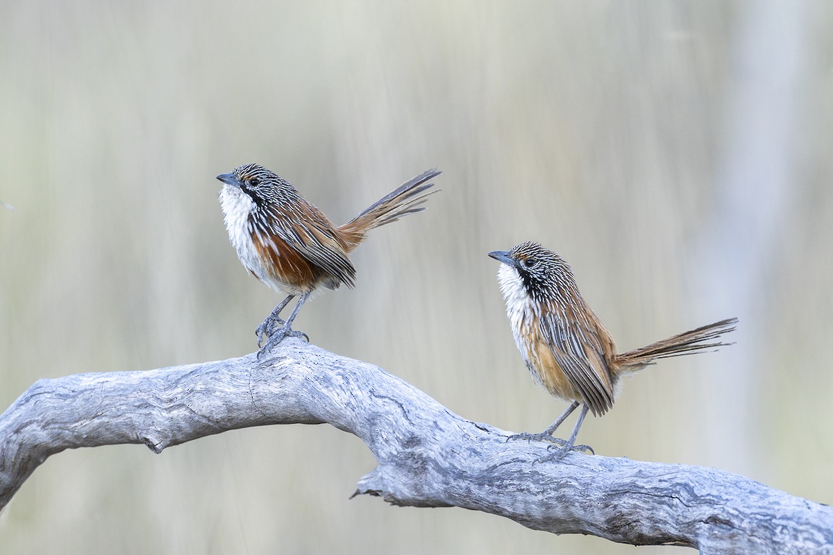 Carpentarian Grasswren - ML642896714