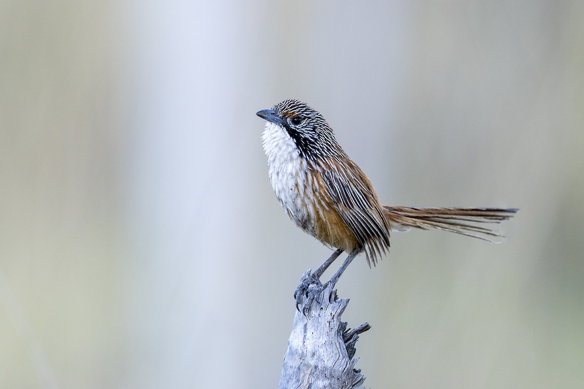 Carpentarian Grasswren - ML642896715