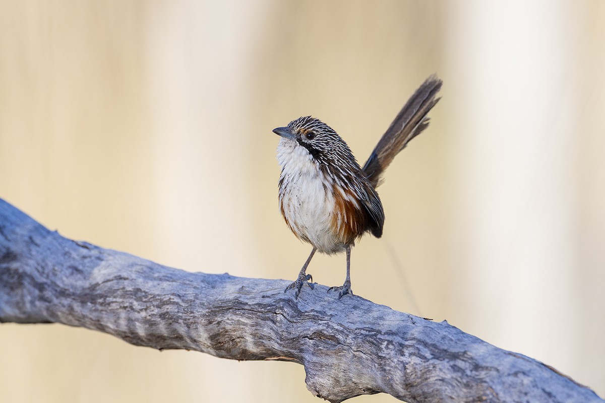 Carpentarian Grasswren - ML642896716