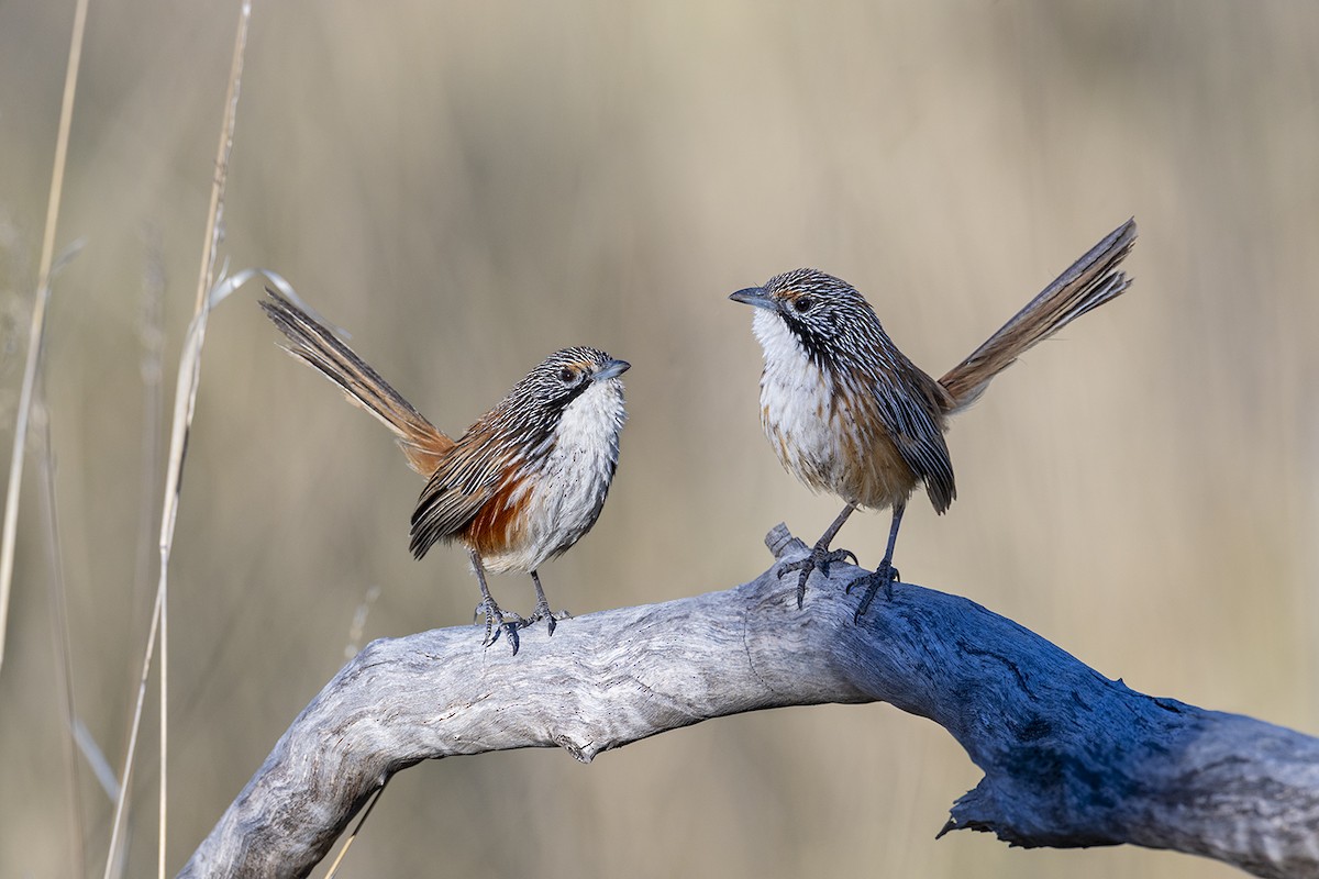 Carpentarian Grasswren - ML642896717