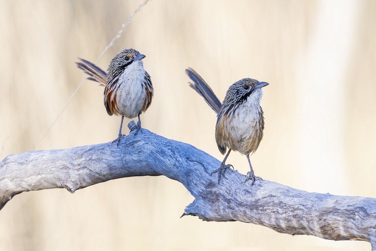 Carpentarian Grasswren - ML642896718