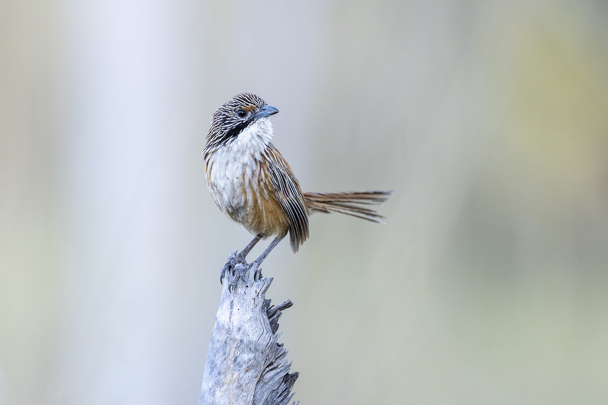 Carpentarian Grasswren - ML642896719