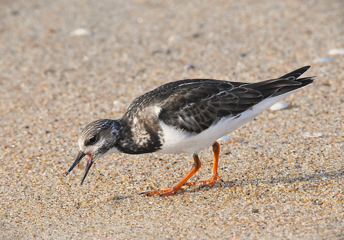 Ruddy Turnstone - ML642896720