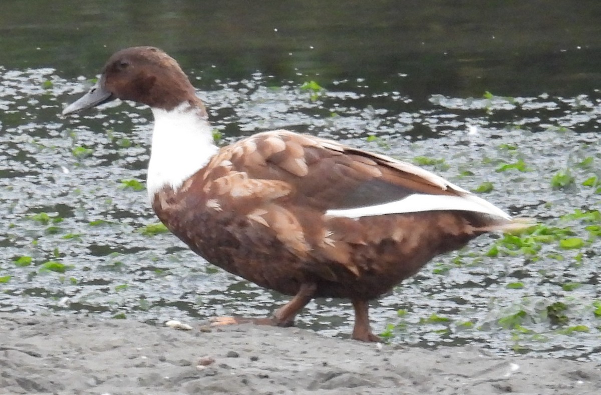 Mallard (Domestic type) - ML642896721