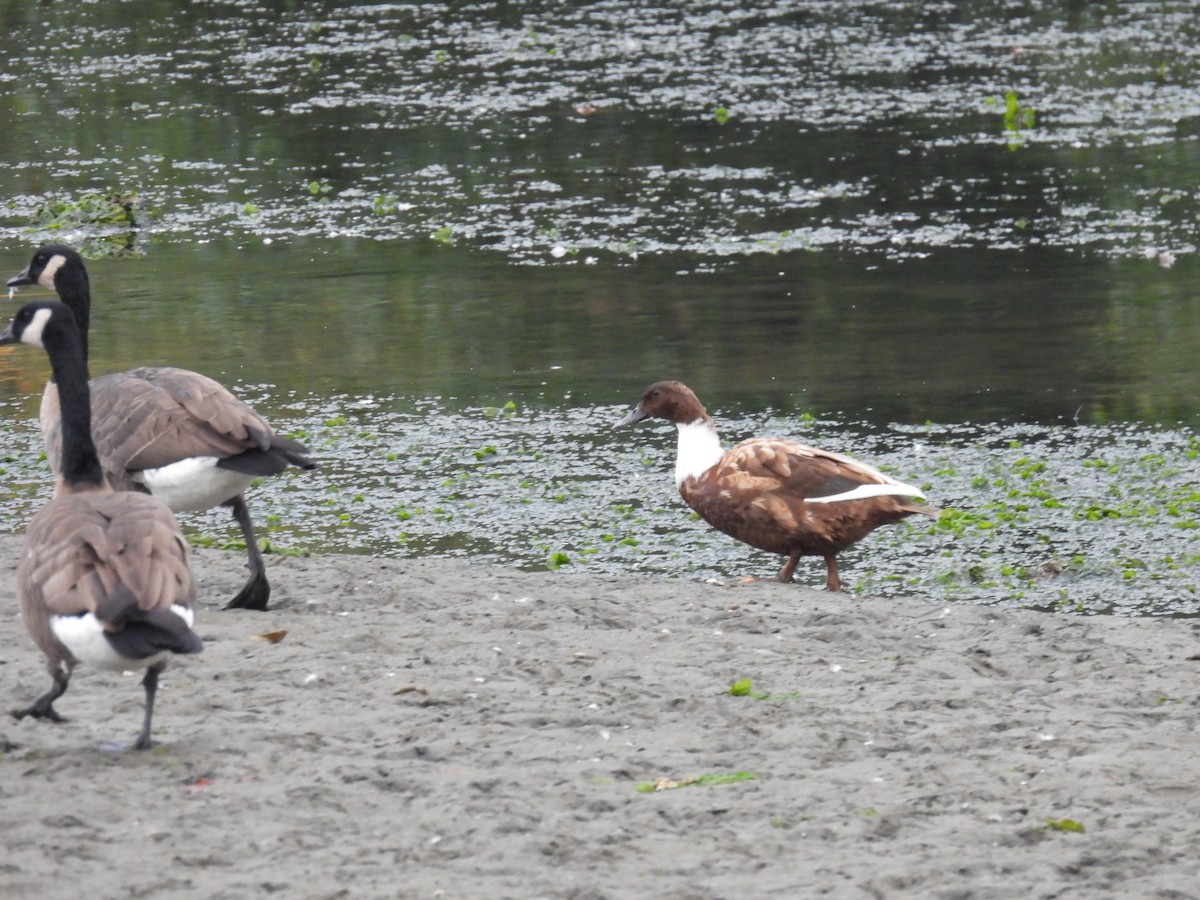 Mallard (Domestic type) - ML642896726