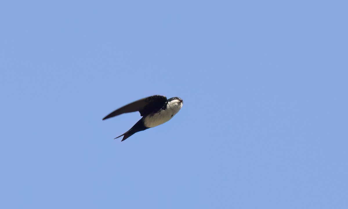 Blue-and-white Swallow - ML642896729