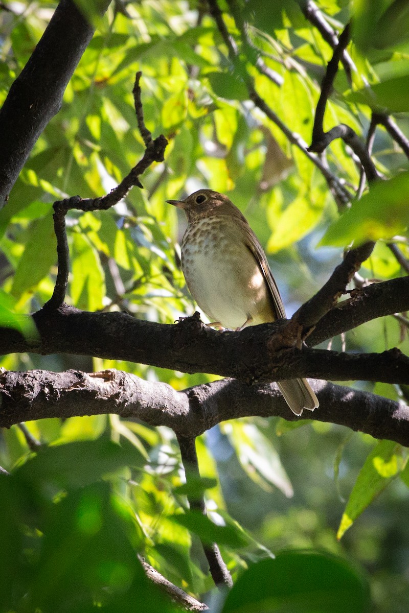 Swainson's Thrush - ML642896737