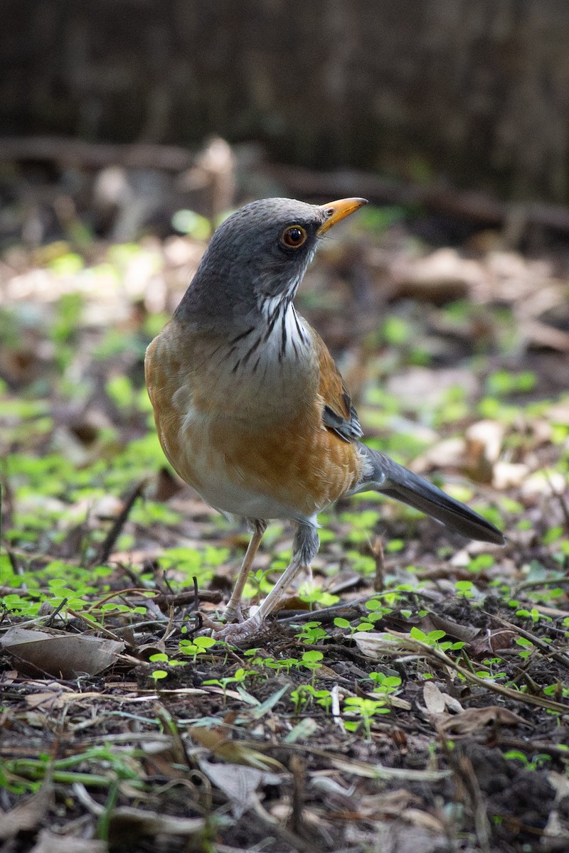 Rufous-backed Robin (Rufous-backed) - ML642896739