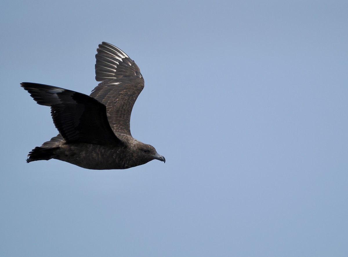 Brown Skua (Subantarctic) - ML642896741