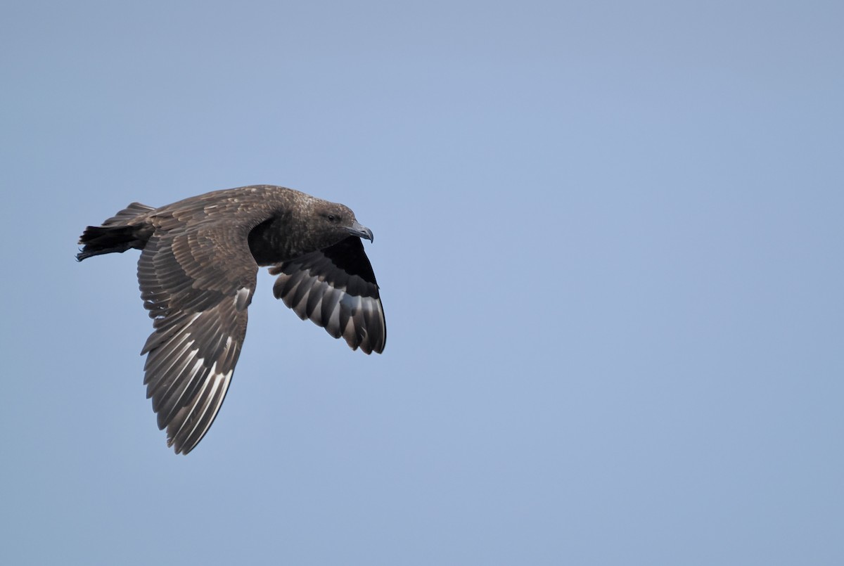 Brown Skua (Subantarctic) - ML642896742