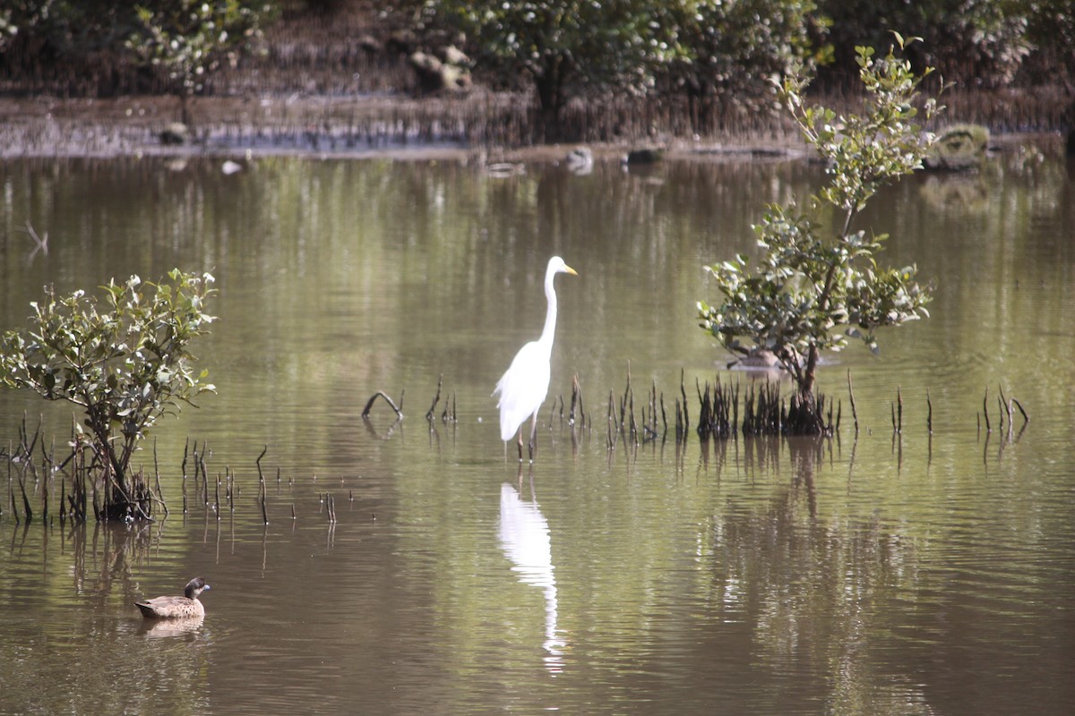 Great Egret - ML642896743