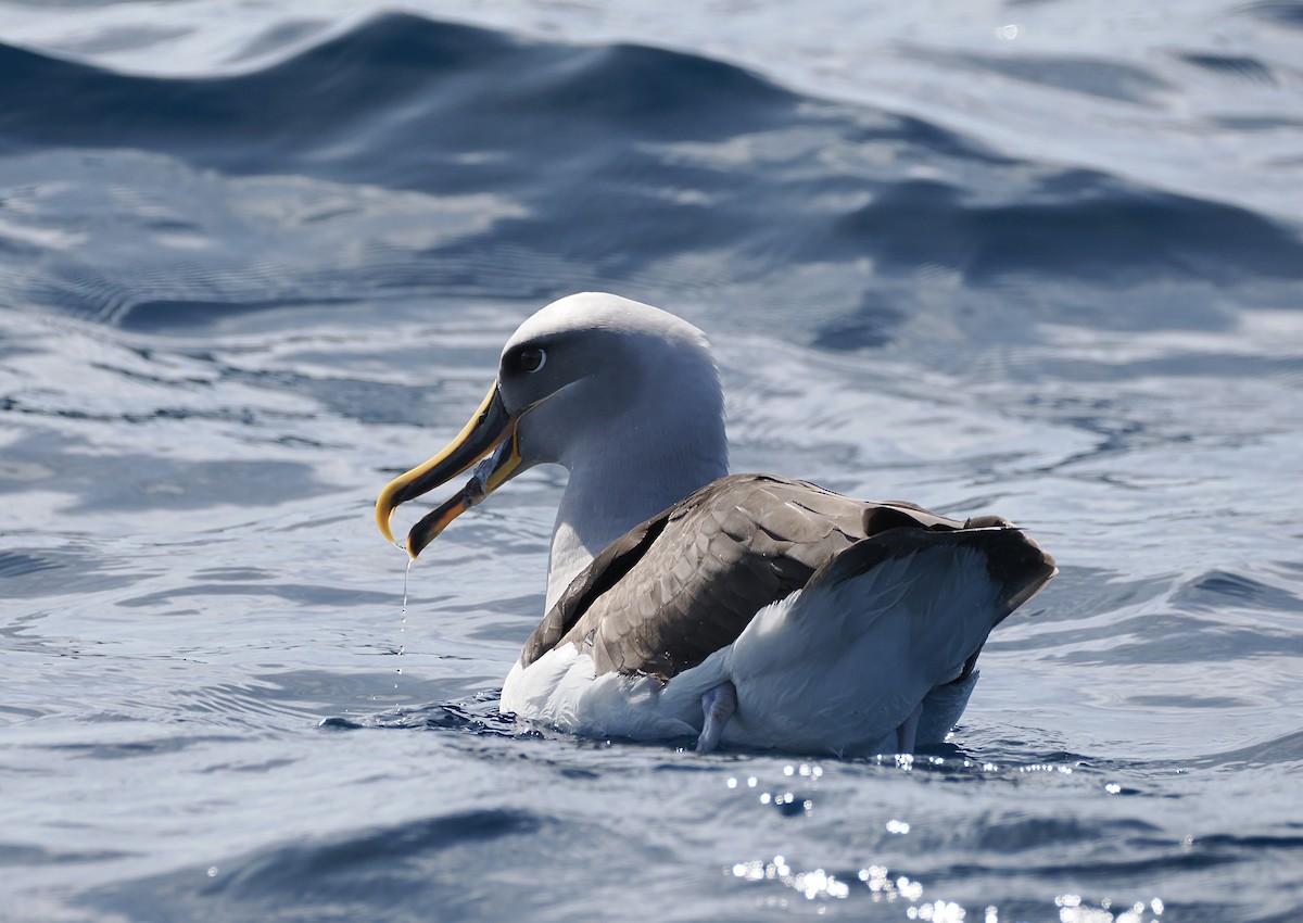 Buller's Albatross - ML642896761