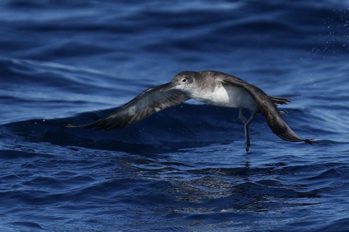 Balearic Shearwater - ML642896767
