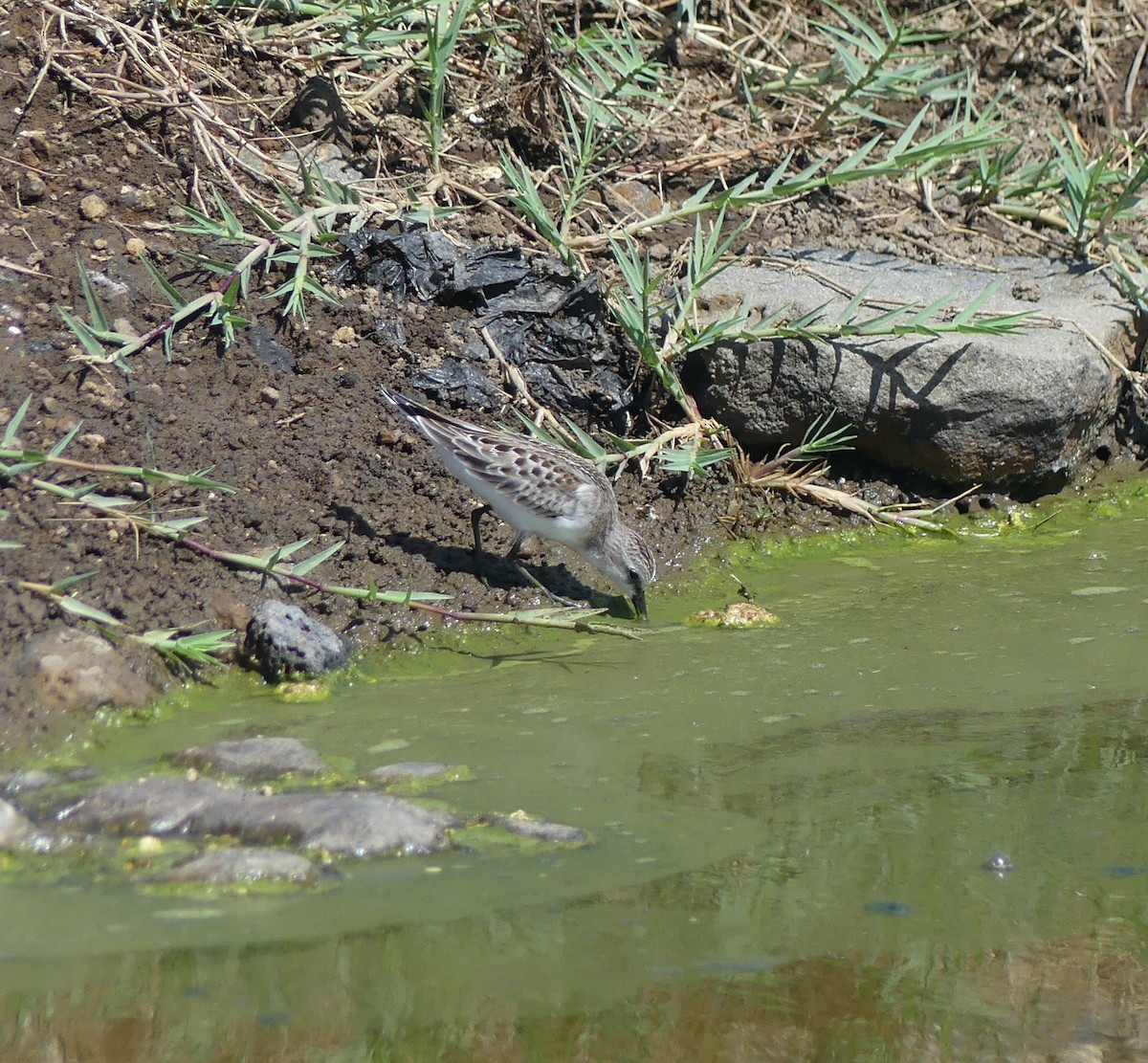 Red-necked Stint - ML642896816