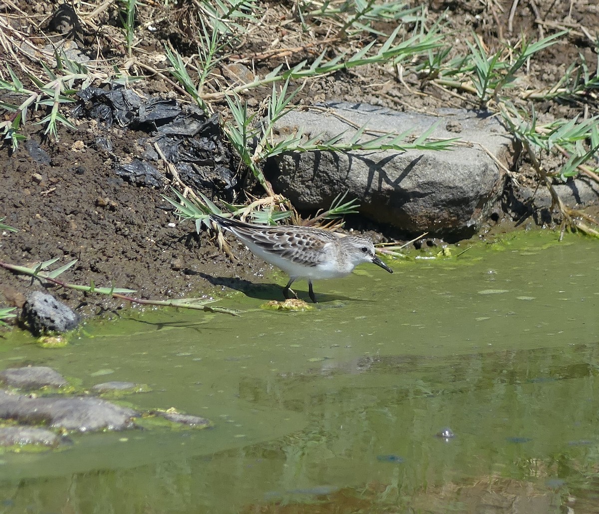 Red-necked Stint - ML642896818