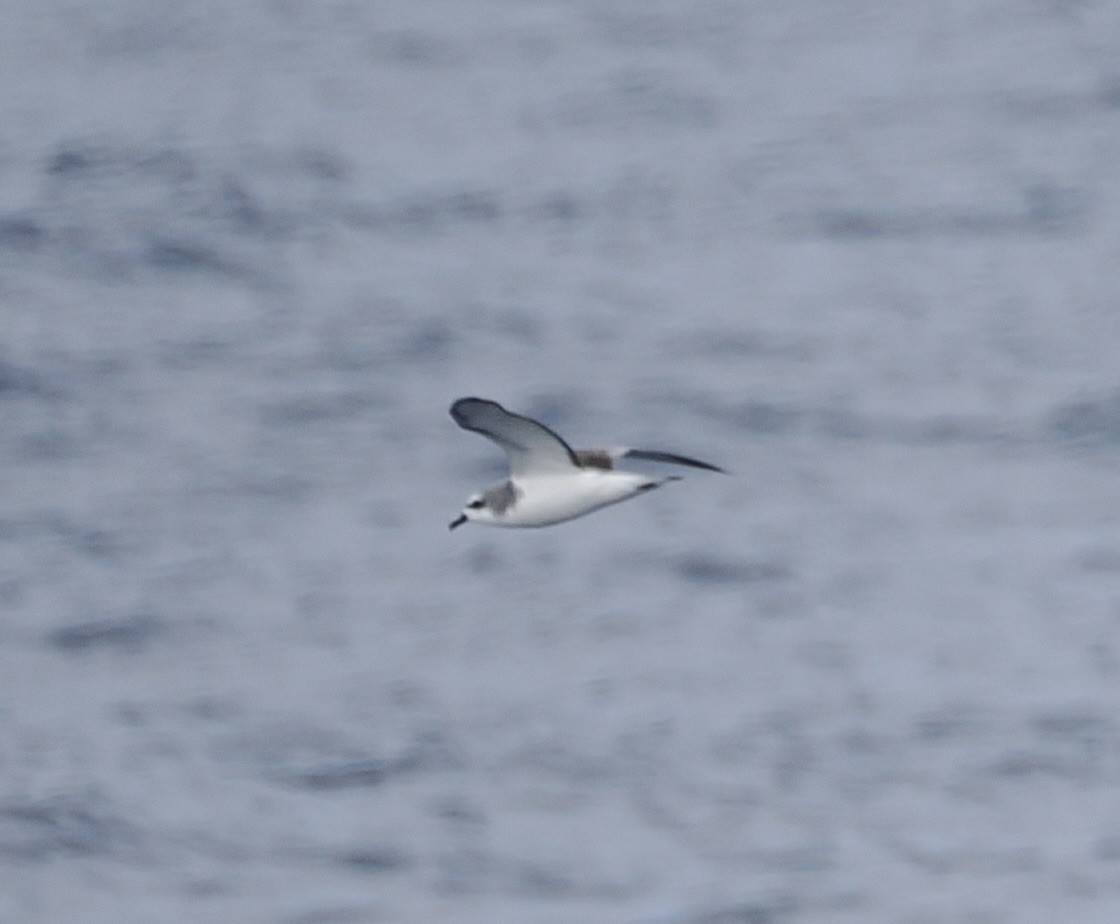 Cook's Petrel - ML642896820