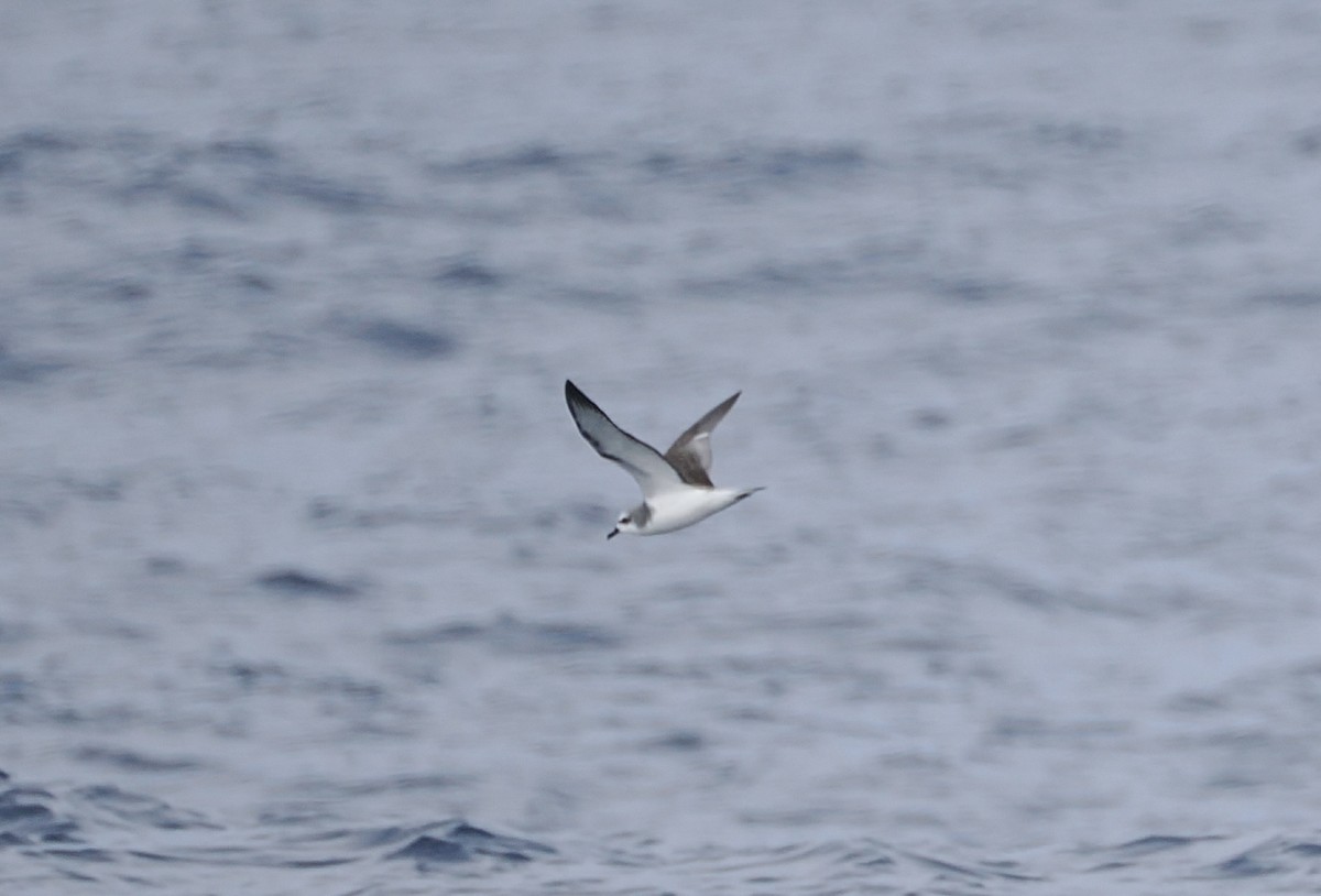 Cook's Petrel - ML642896821
