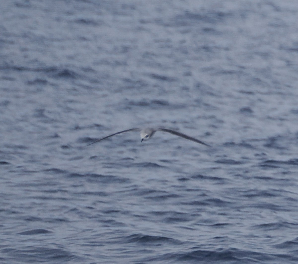Cook's Petrel - ML642896822