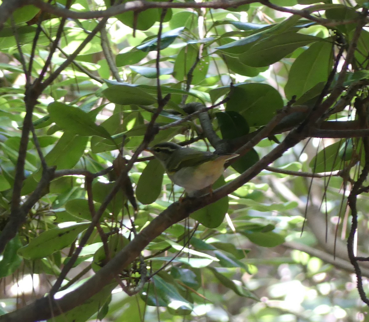 Eastern Crowned Warbler - ML642896823