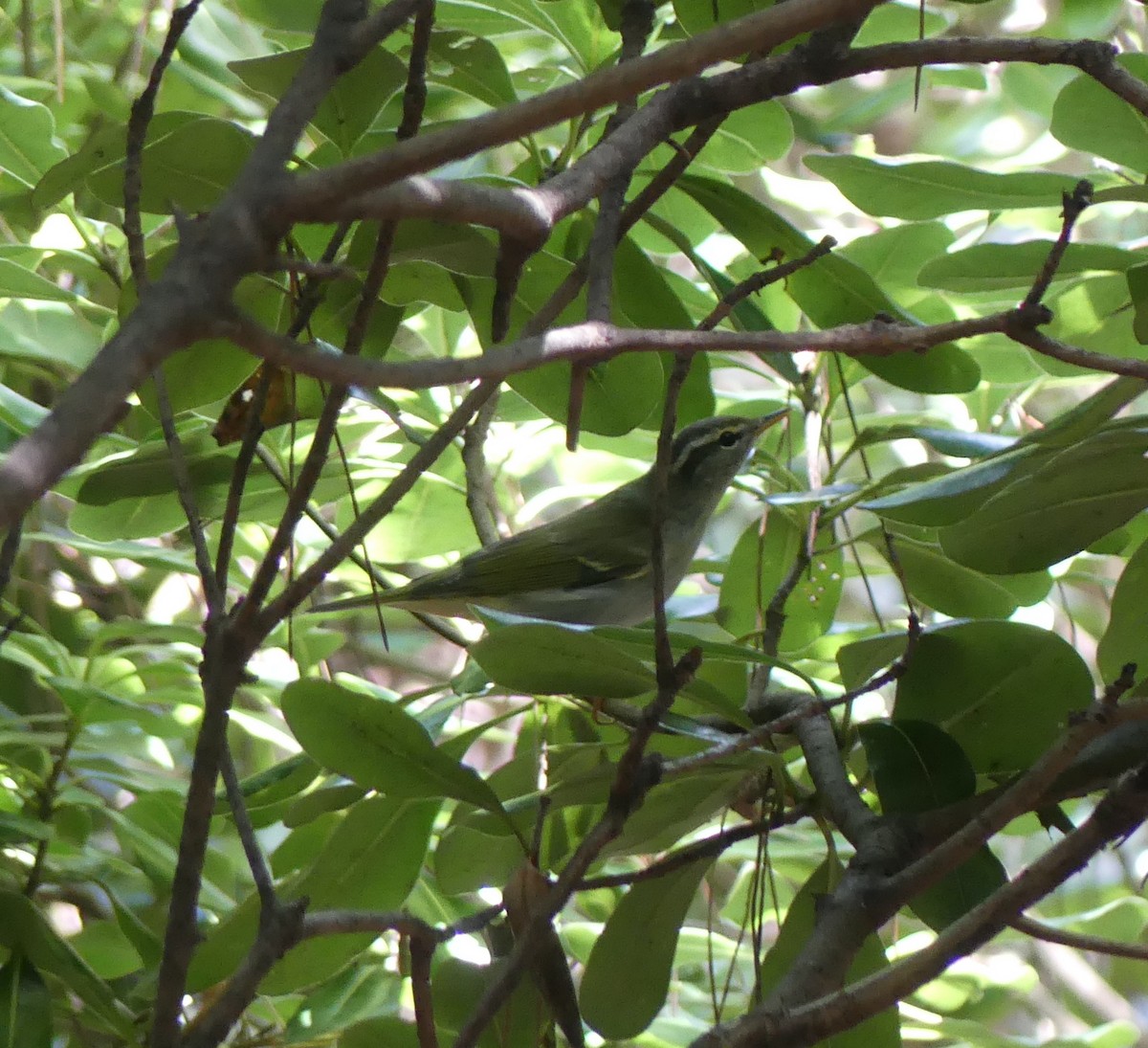 Eastern Crowned Warbler - ML642896824