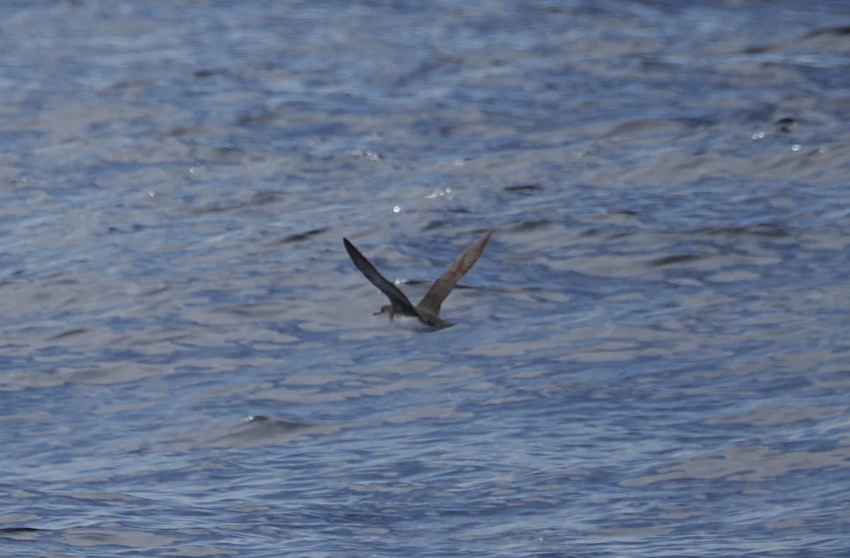 Hutton's Shearwater - ML642896825