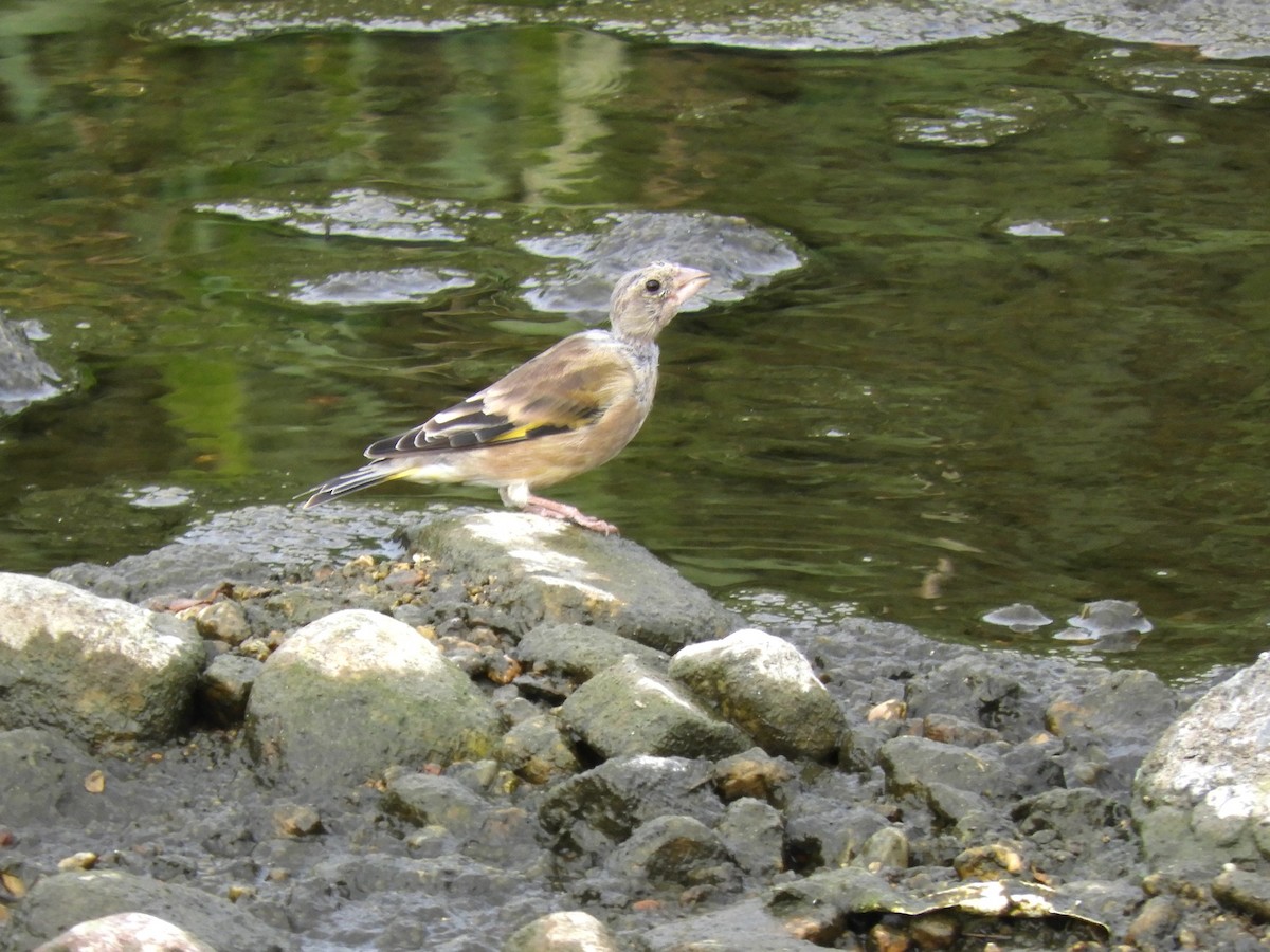 Oriental Greenfinch - ML642896830